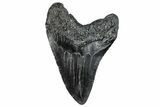 Fossil Megalodon Tooth - South Carolina #288226-2